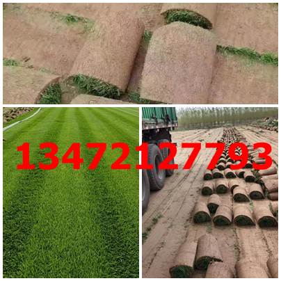 河北草坪基地-冷季型草坪-早熟禾